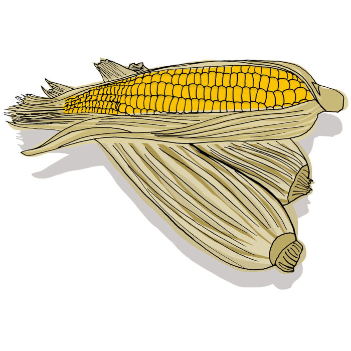 illustration of vegetable food sweetcorn by Claire Rollet