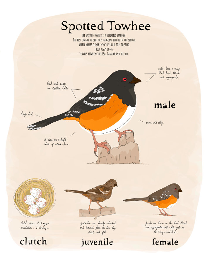 Uma ilustração educacional sobre o pássaro Spotted Towhee