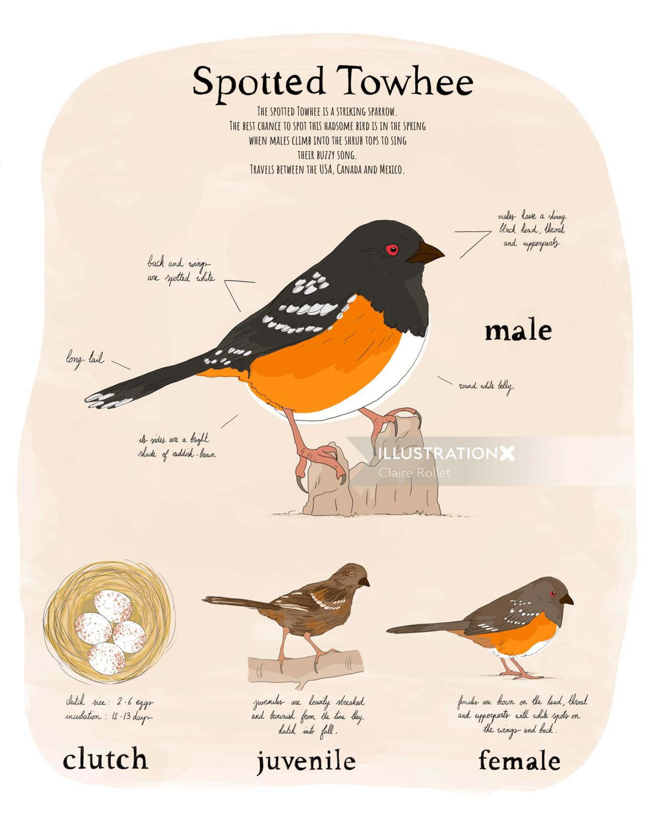 ornithology illustration of spotted towhee bird by Claire Rollet