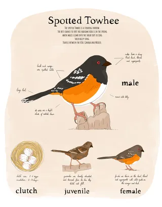 An educational illustration about the Spotted Towhee bird