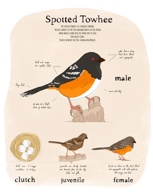 An educational illustration about the Spotted Towhee bird