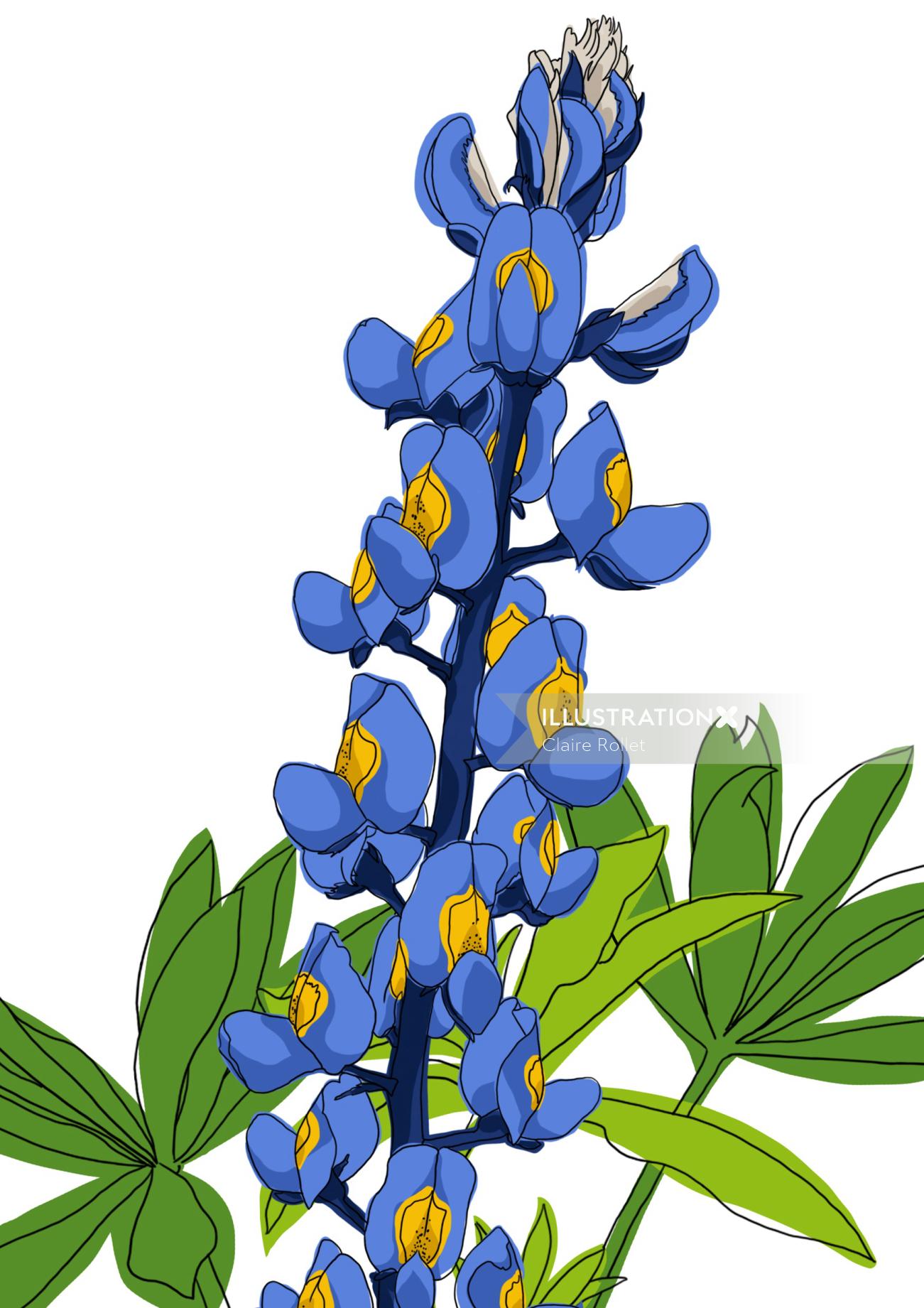 Line and color illustration Texas Bluebonnet flower