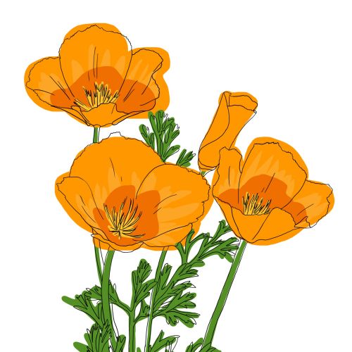 Illustration in line and color of the California Poppy bloom
