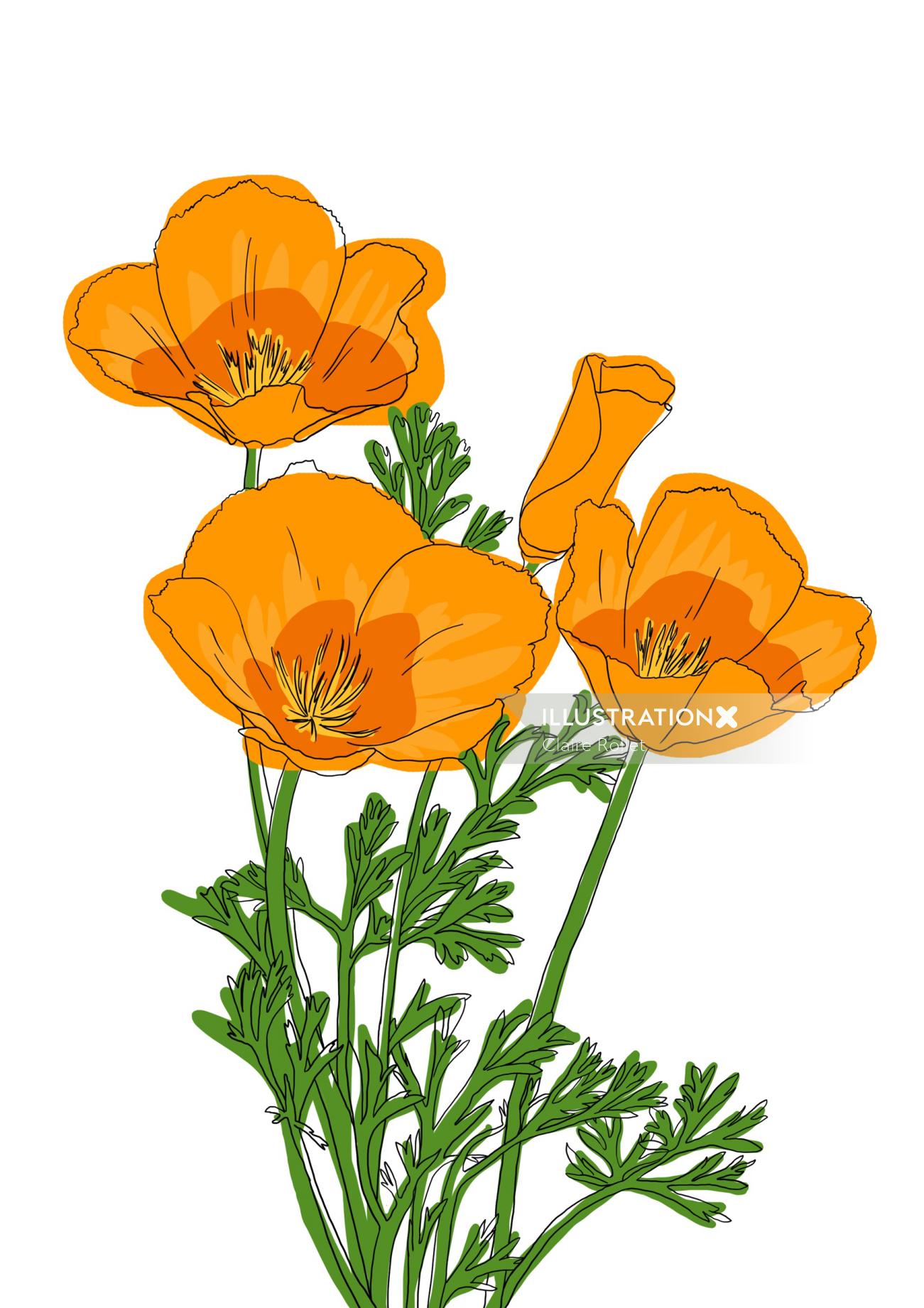 Illustration in line and color of the California Poppy bloom