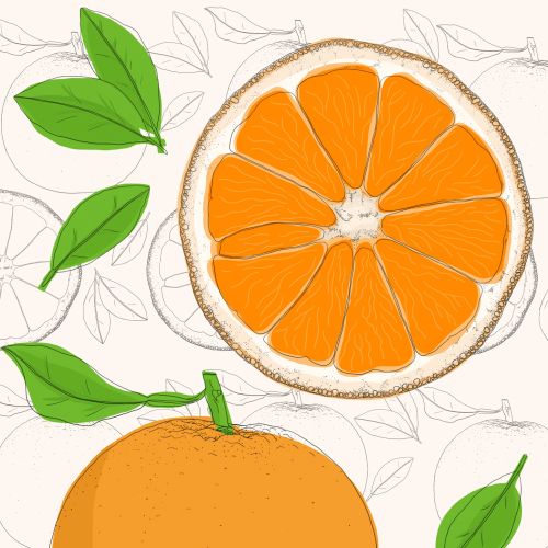 illustrated anatomy of orange fruit by Claire Rollet