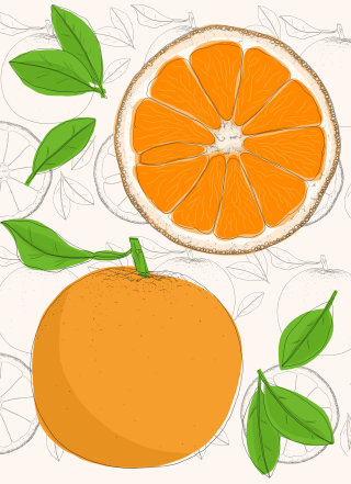 橙色水果的插图解剖