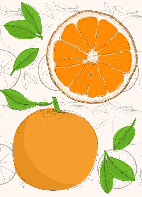 anatomia ilustrada da fruta laranja por Claire Rollet