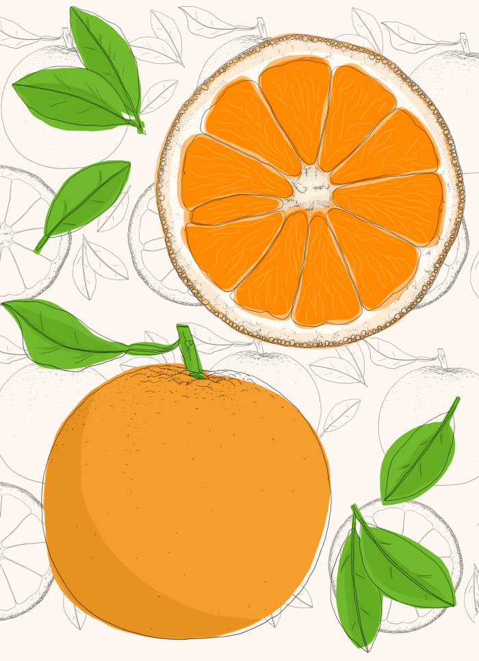 Illustrated anatomy of orange fruit