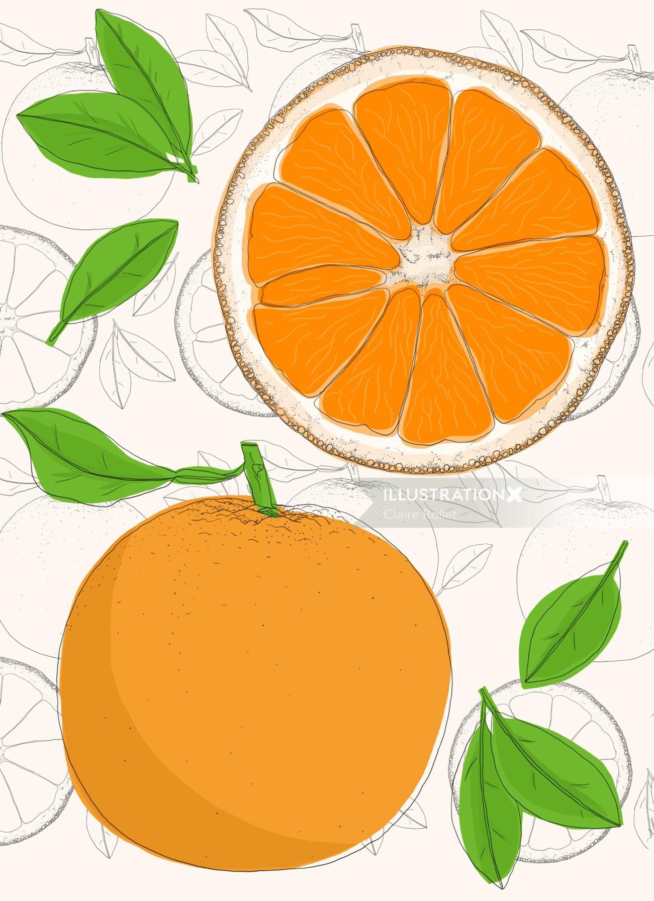 Illustrated anatomy of orange fruit