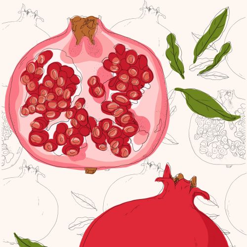 botanical illustration of pomegranate fruit by Claire Rollet