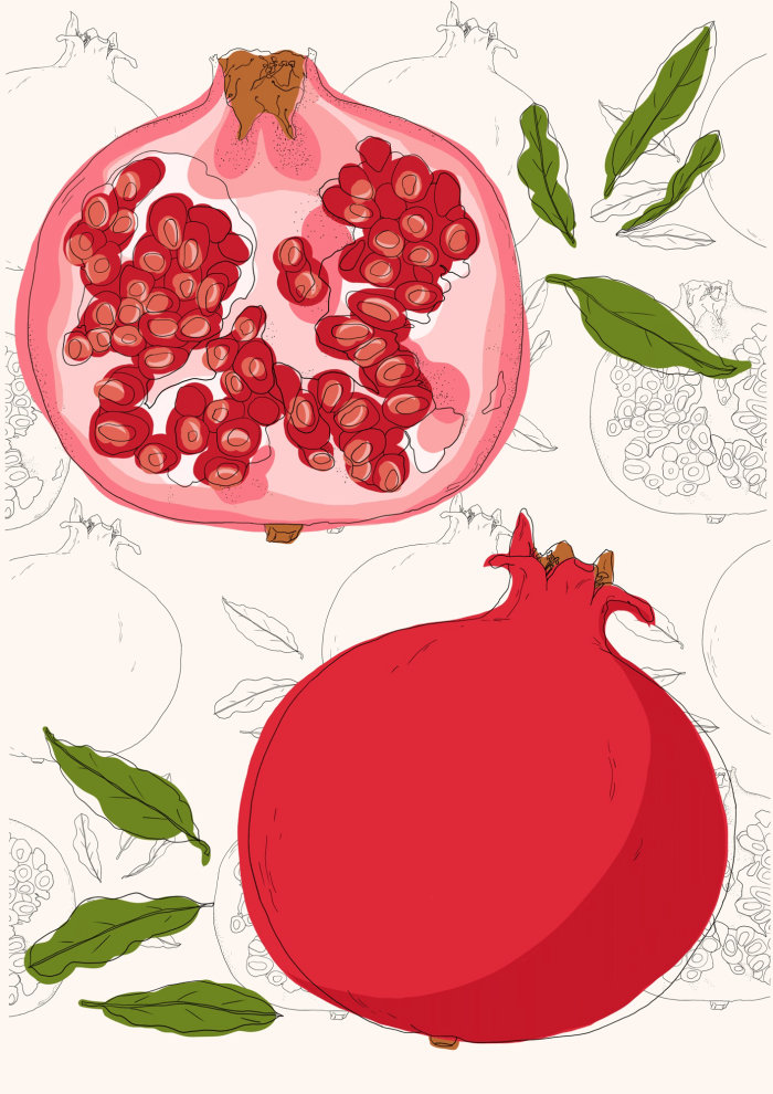 Botanical study of a pomegranate fruit