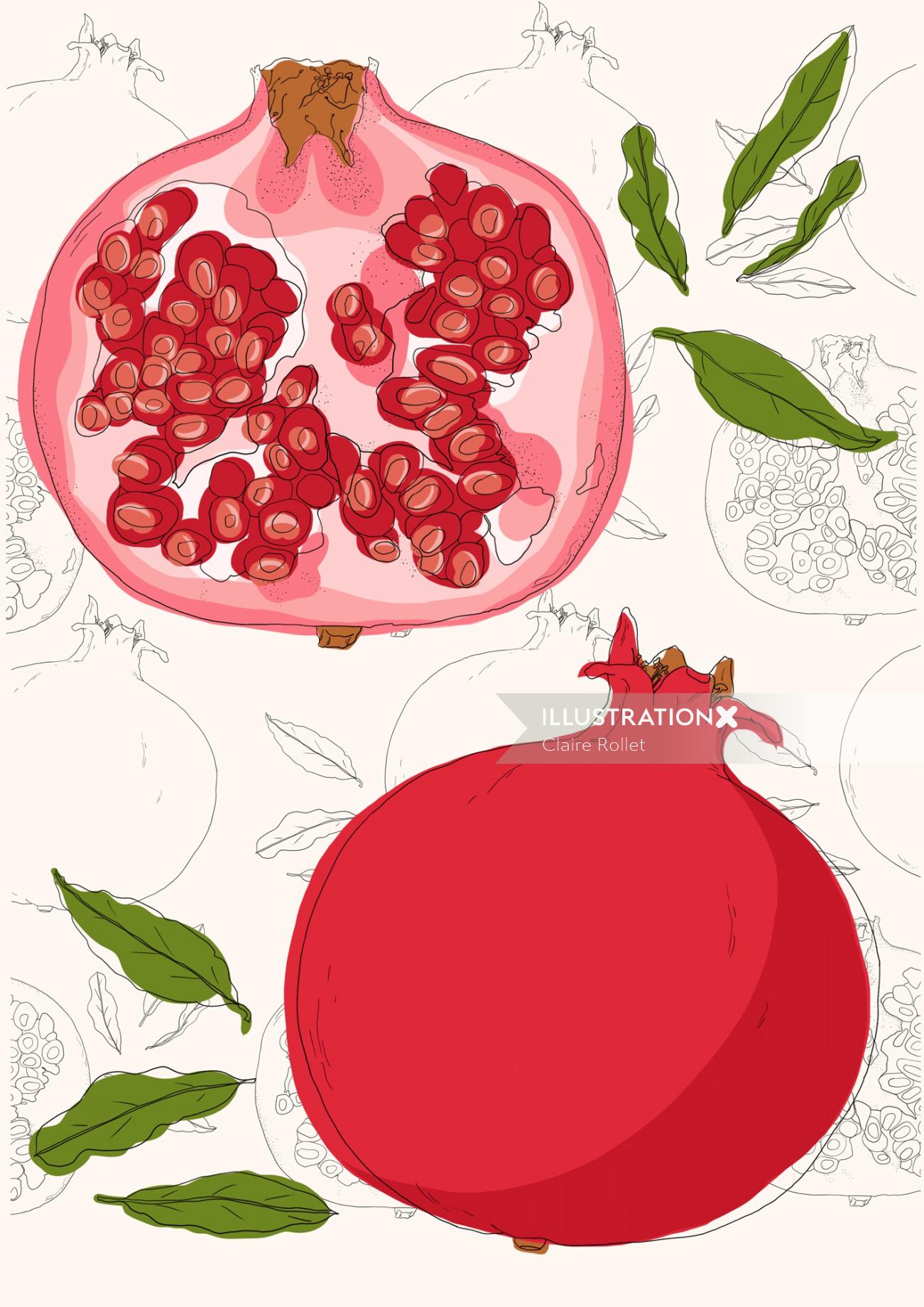 botanical illustration of pomegranate fruit by Claire Rollet