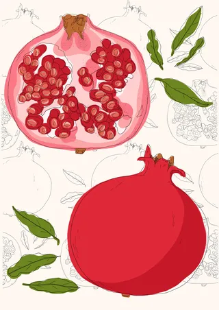 Botanical study of a pomegranate fruit