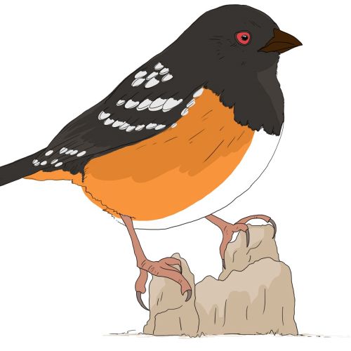 Educational illustration of a male Spotted Towhee