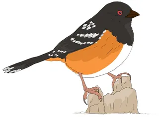 Educational illustration of a male Spotted Towhee