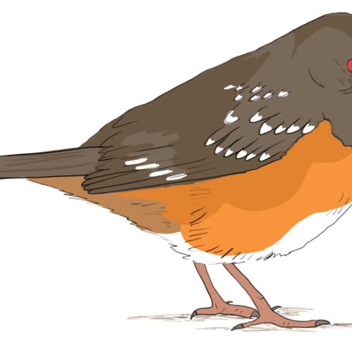 Anatomy of a Female Spotted Towhee