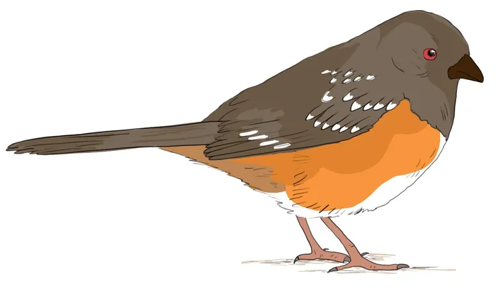 Anatomy of a Female Spotted Towhee