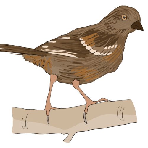 Study of Juvenile Spotted Towhee