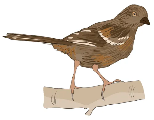 Study of Juvenile Spotted Towhee