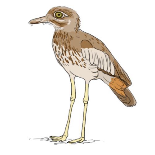 Colorful sketch of Stone Curlew