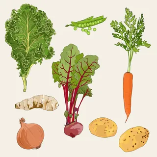 Hand-drawn vegetables for botanical study