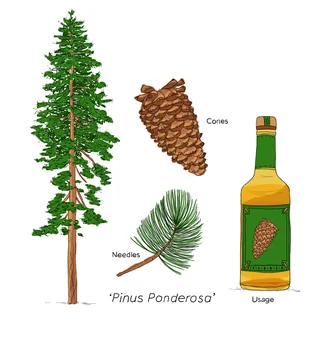 Arid environment plant fragrance exploration
