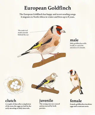 Male and female European Goldfinch comparison