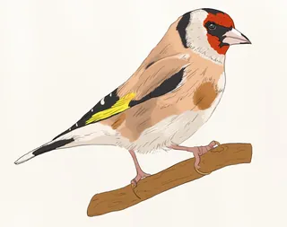 Detailed drawing of European Goldfinch