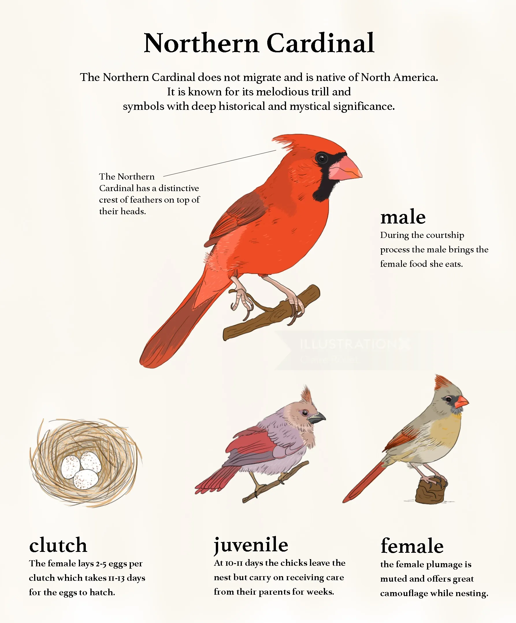 Northern Cardinal bird identification and symbolism