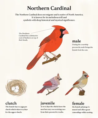 Northern Cardinal bird identification and symbolism
