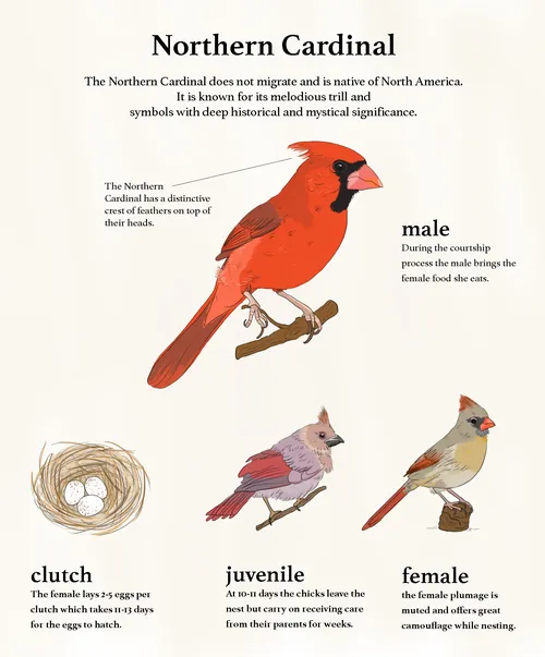 Northern Cardinal bird identification and symbolism