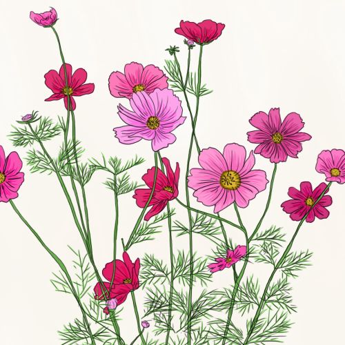 Delicate botanical drawing of cosmos bloom