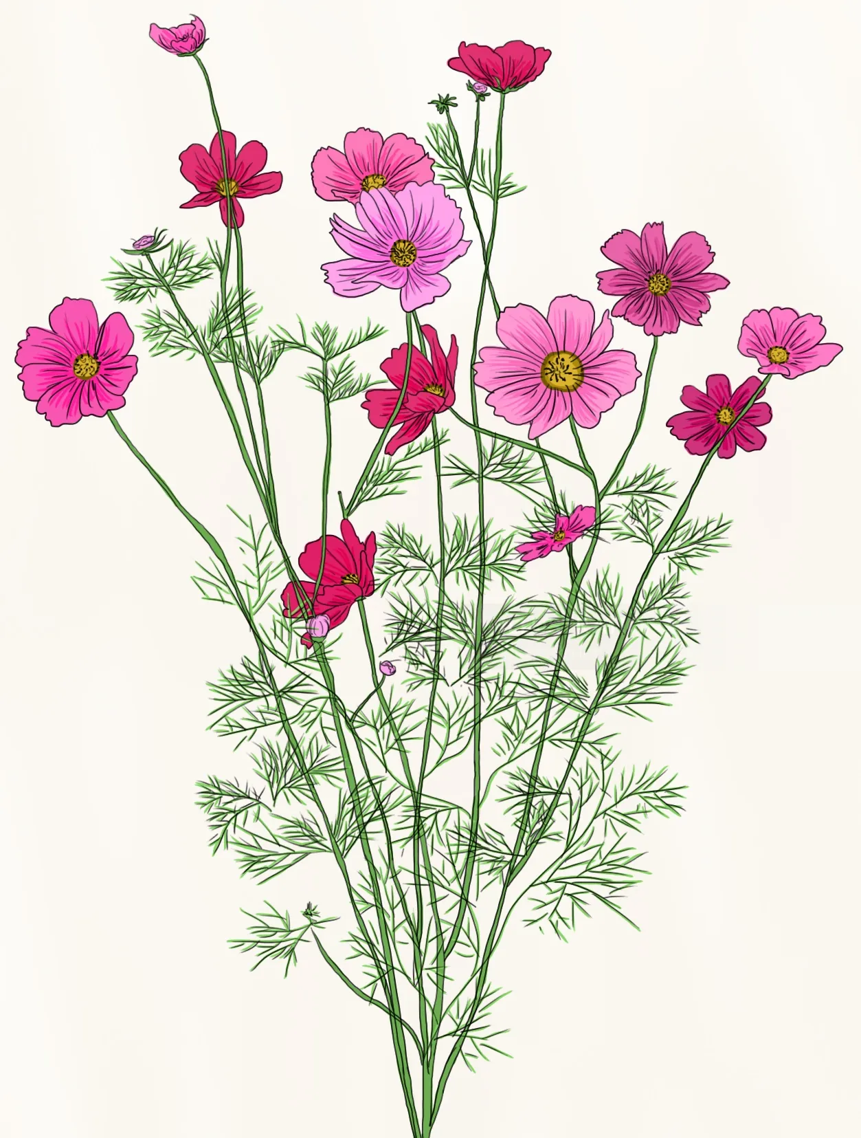 Delicate botanical drawing of cosmos bloom