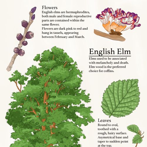 Elm tree folklore and nature drawing for educational use