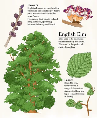 Elm tree folklore and nature drawing for educational use