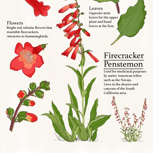 Claire Rollet International architectural & lifestyle. illustrator.