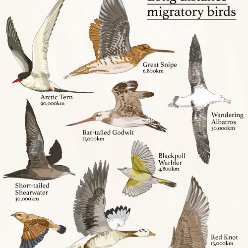 World’s furthest migrating bird Arctic Tern in flight