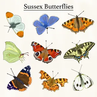 Wildlife trust supporting butterfly habitats