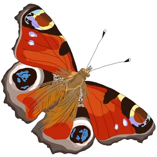 Detailed illustration of a peacock butterfly with vibrant red and blue wings