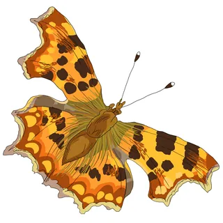 Orange and black Polygonia c-album butterfly with spread wings
