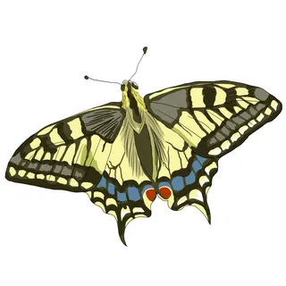 Illustration of a yellow and black swallowtail butterfly with blue and red markings