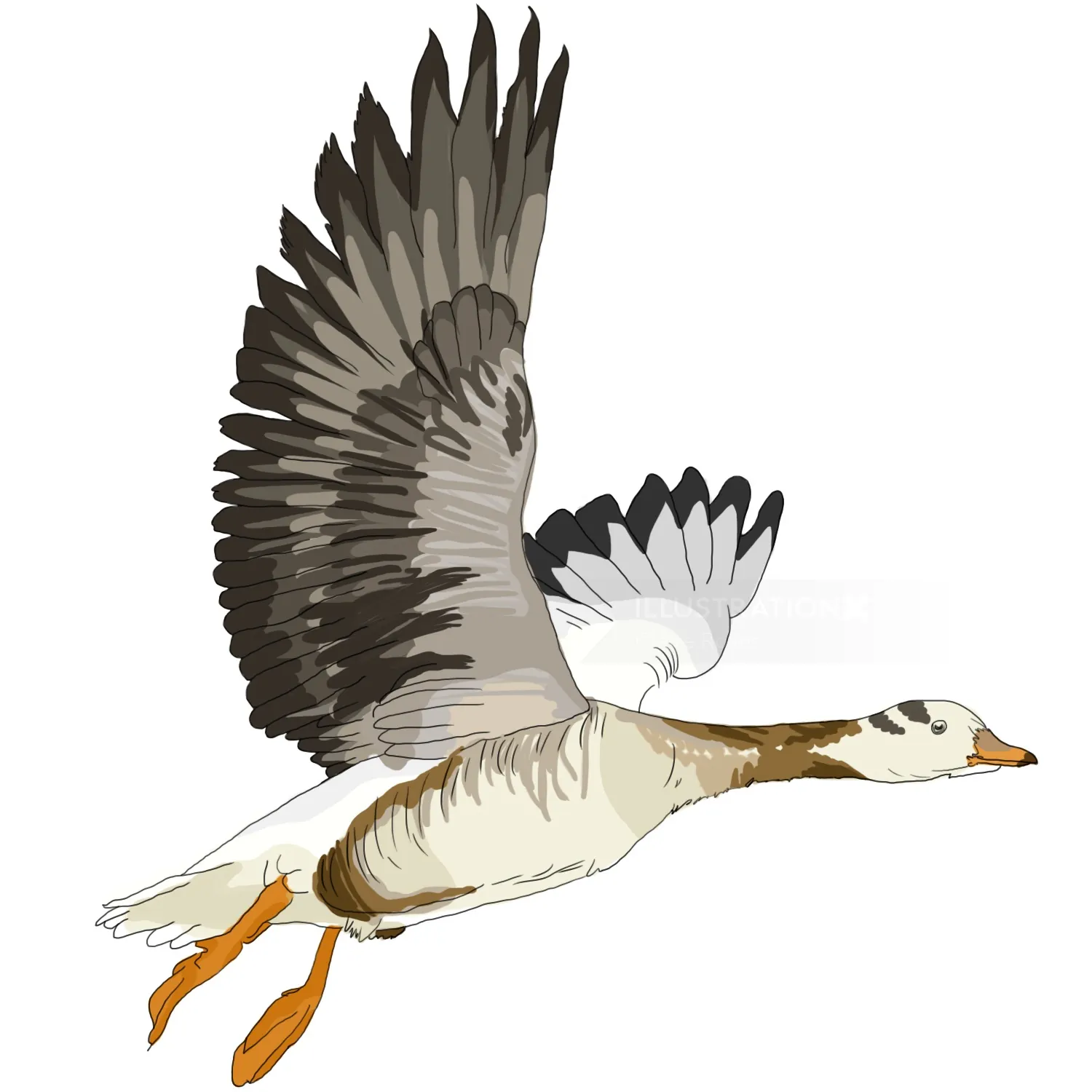 Illustration of a Bar-headed goose flying with wings spread