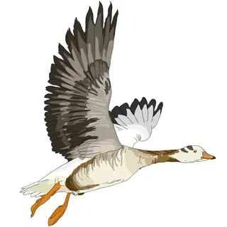 Illustration of a Bar-headed goose flying with wings spread
