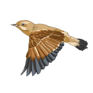 Illustration of a Northern wheatear bird in flight with brown and gray feathers