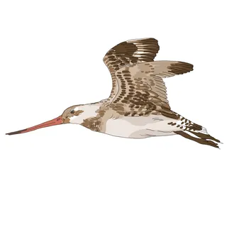 Bar-tailed godwit bird flying with long red beak and patterned wings