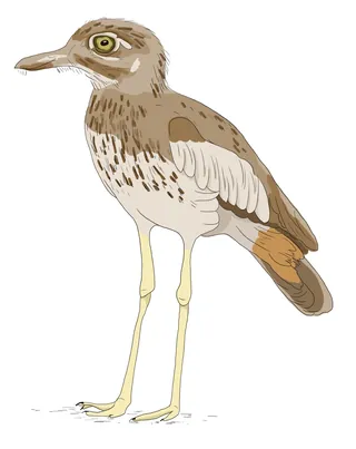 Illustration of a Stone Curlew bird with brown and white feathers