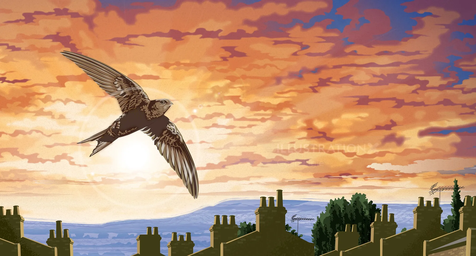 Swift bird flying over rooftops at sunset with distant hills