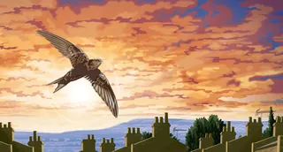 Swift bird flying over rooftops at sunset with distant hills