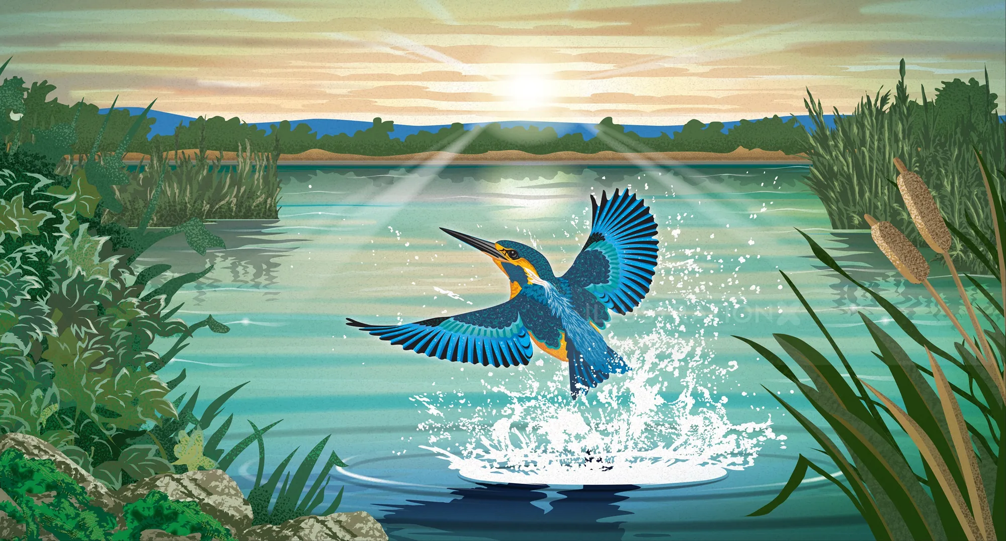 Blue kingfisher splashing into calm river at sunset with reeds
