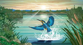 Blue kingfisher splashing into calm river at sunset with reeds